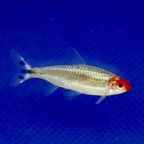 Hemigrammus Bleheri - Faux nez rouge brillant ML